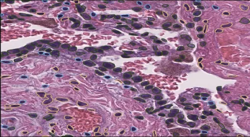 Single Cell